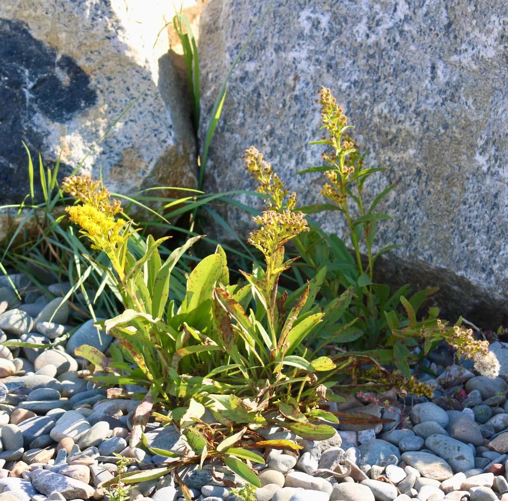 Flowers Among River Stones