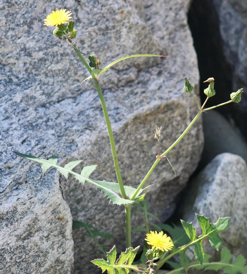 Rockside Dandelions