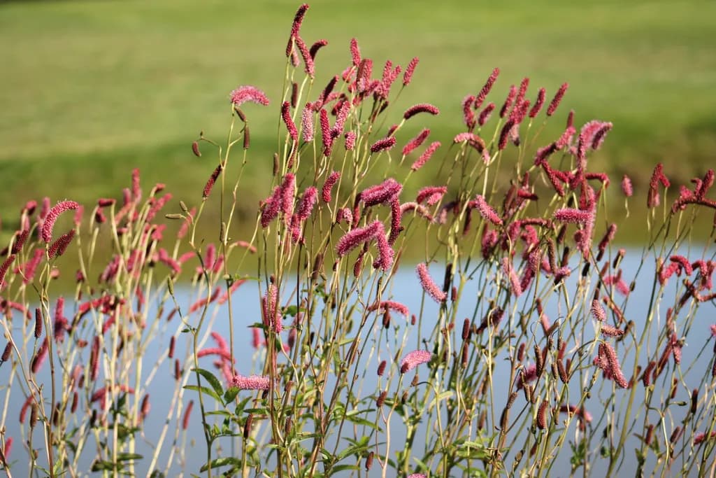 Pink Burnet by the Water