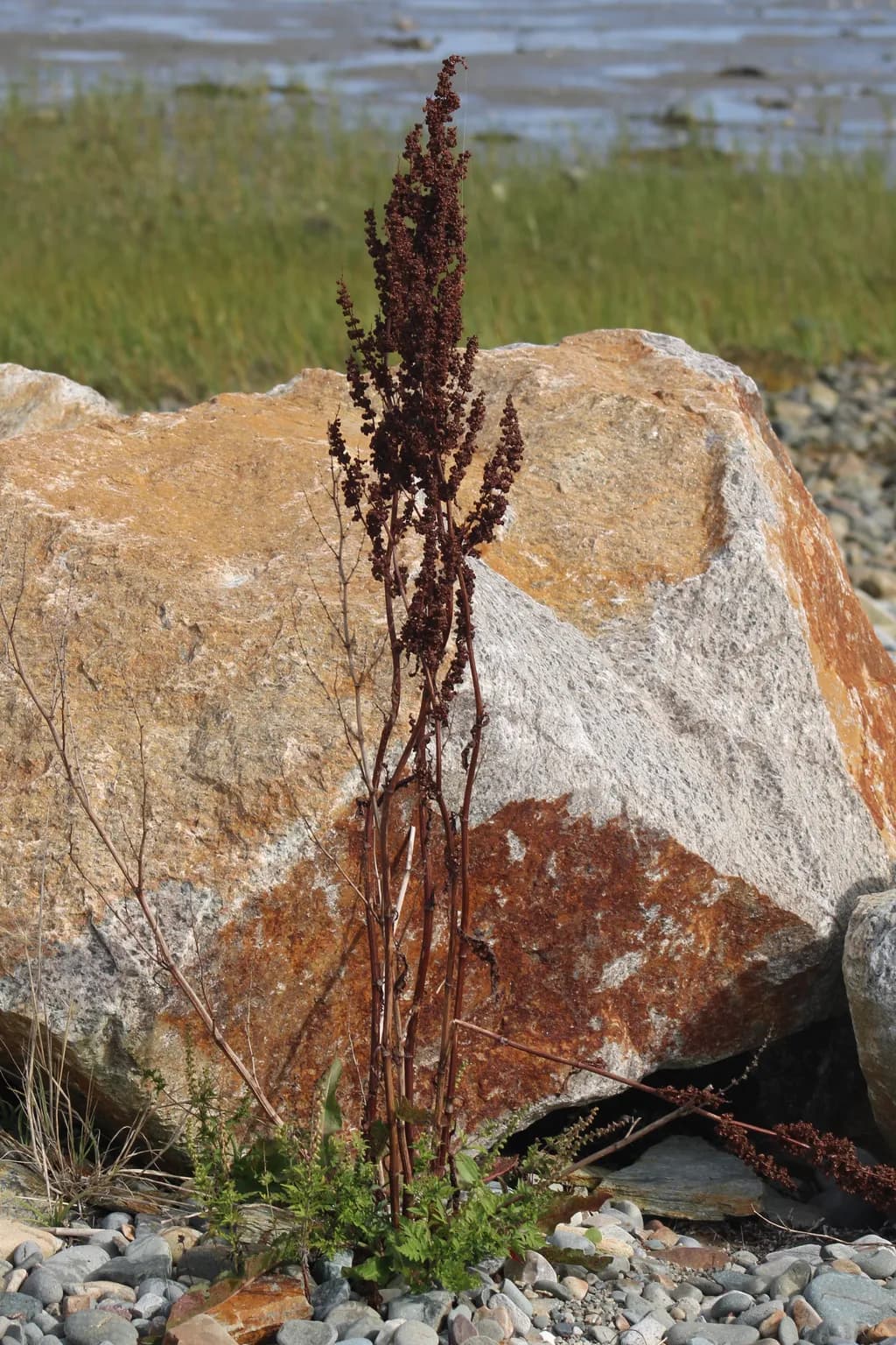 Shoreline Plant and Stone