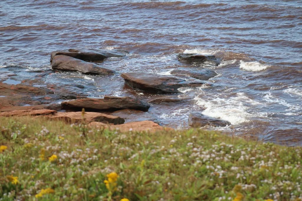 Wildflower Coastline Rocks