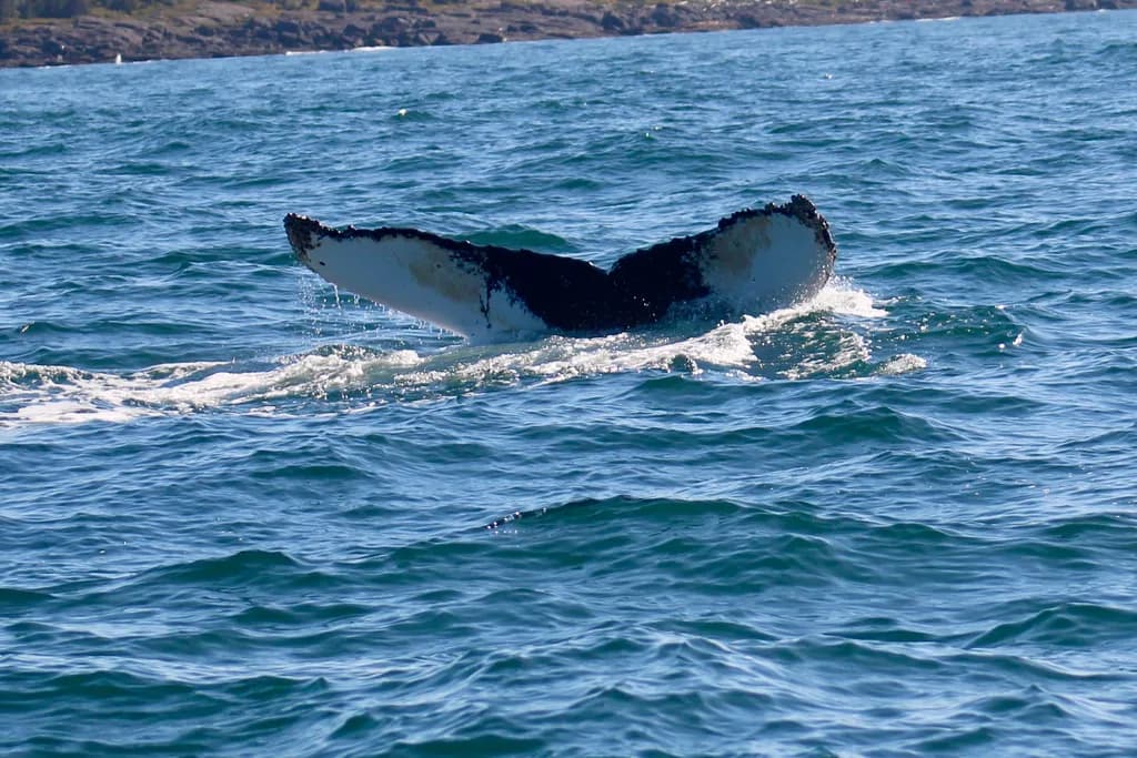 Whale in the Breakers