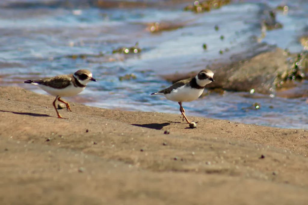 Shoreline Pair