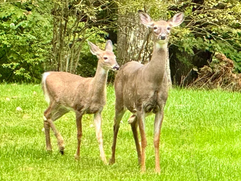 Deer in a Sunlit Clearing