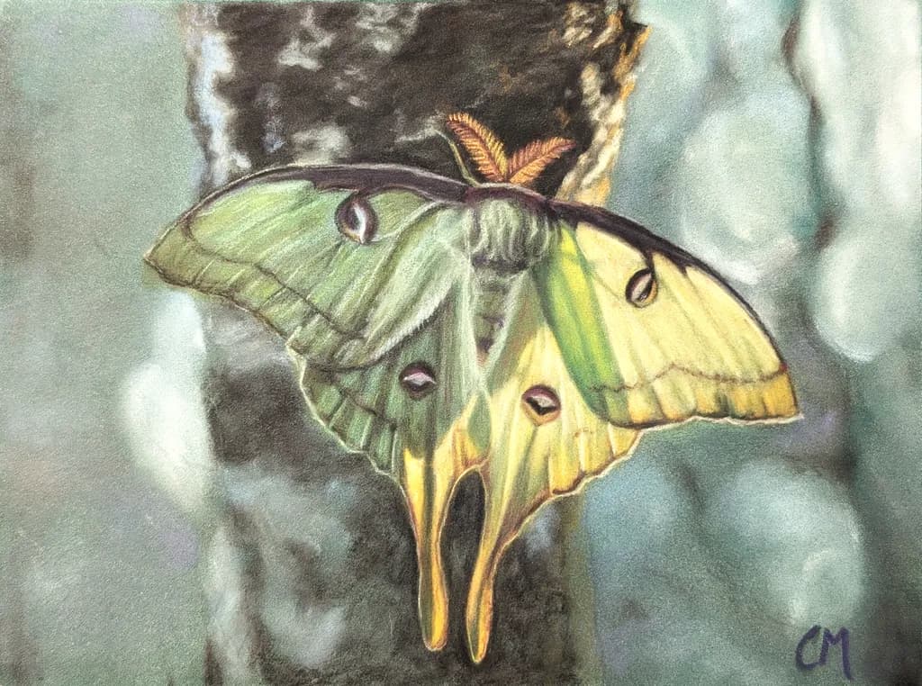 Luna Moth