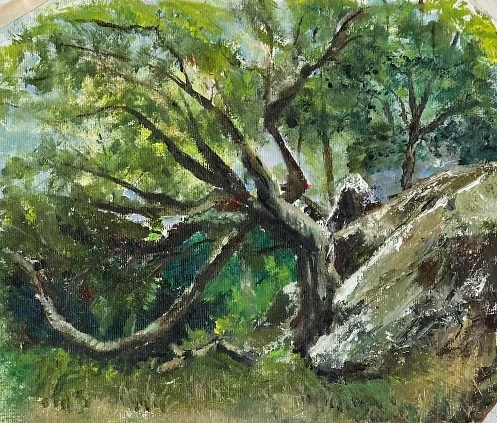 Muckross Ireland. Tree at Ladies View