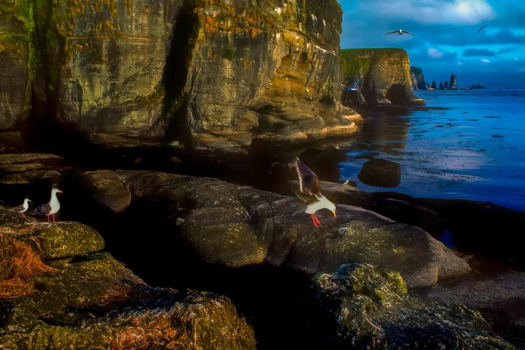 Whispers of the Coast: Seagulls Dance Among the Rocky Shores at Dusk