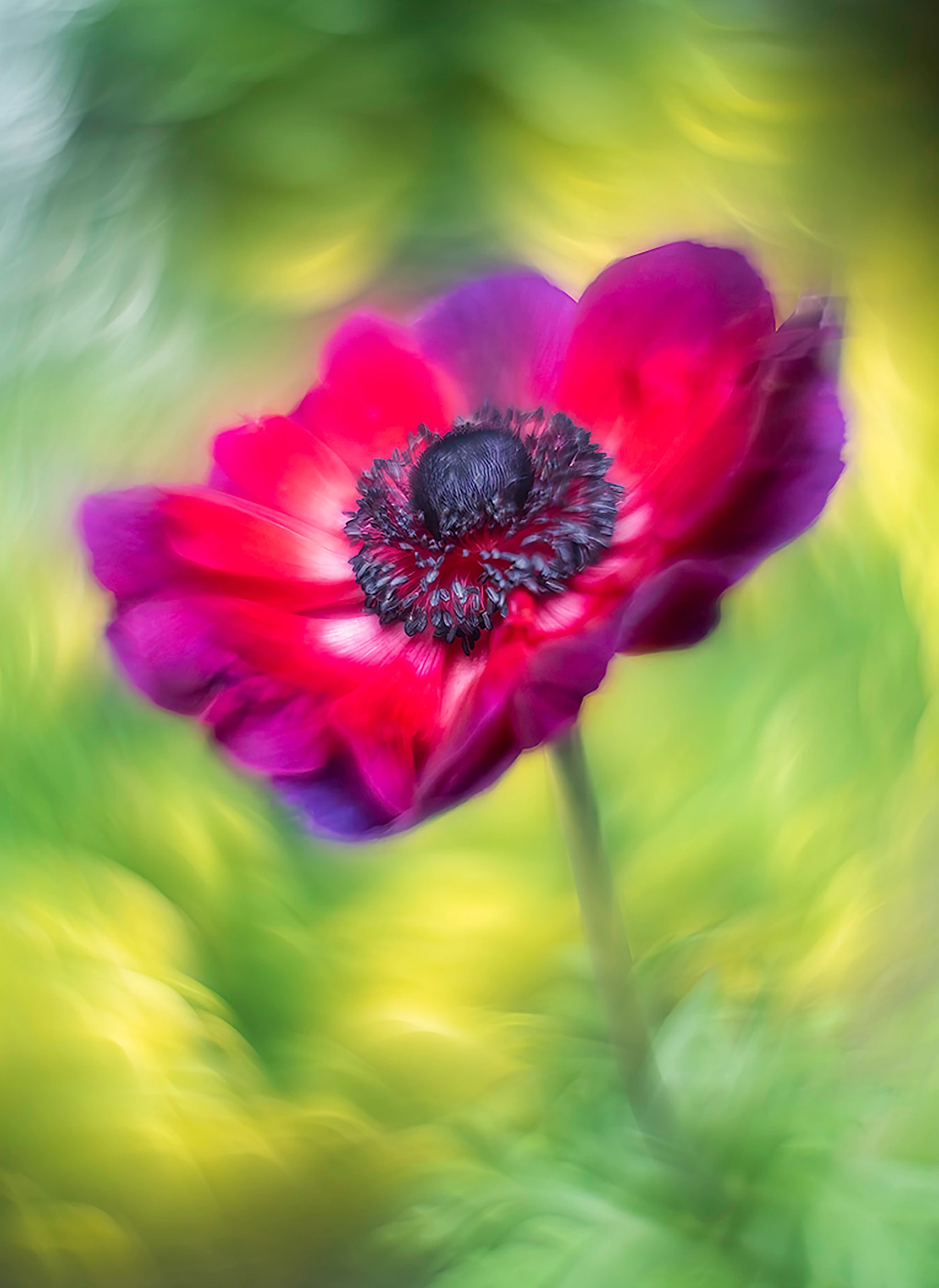 Anenome Love