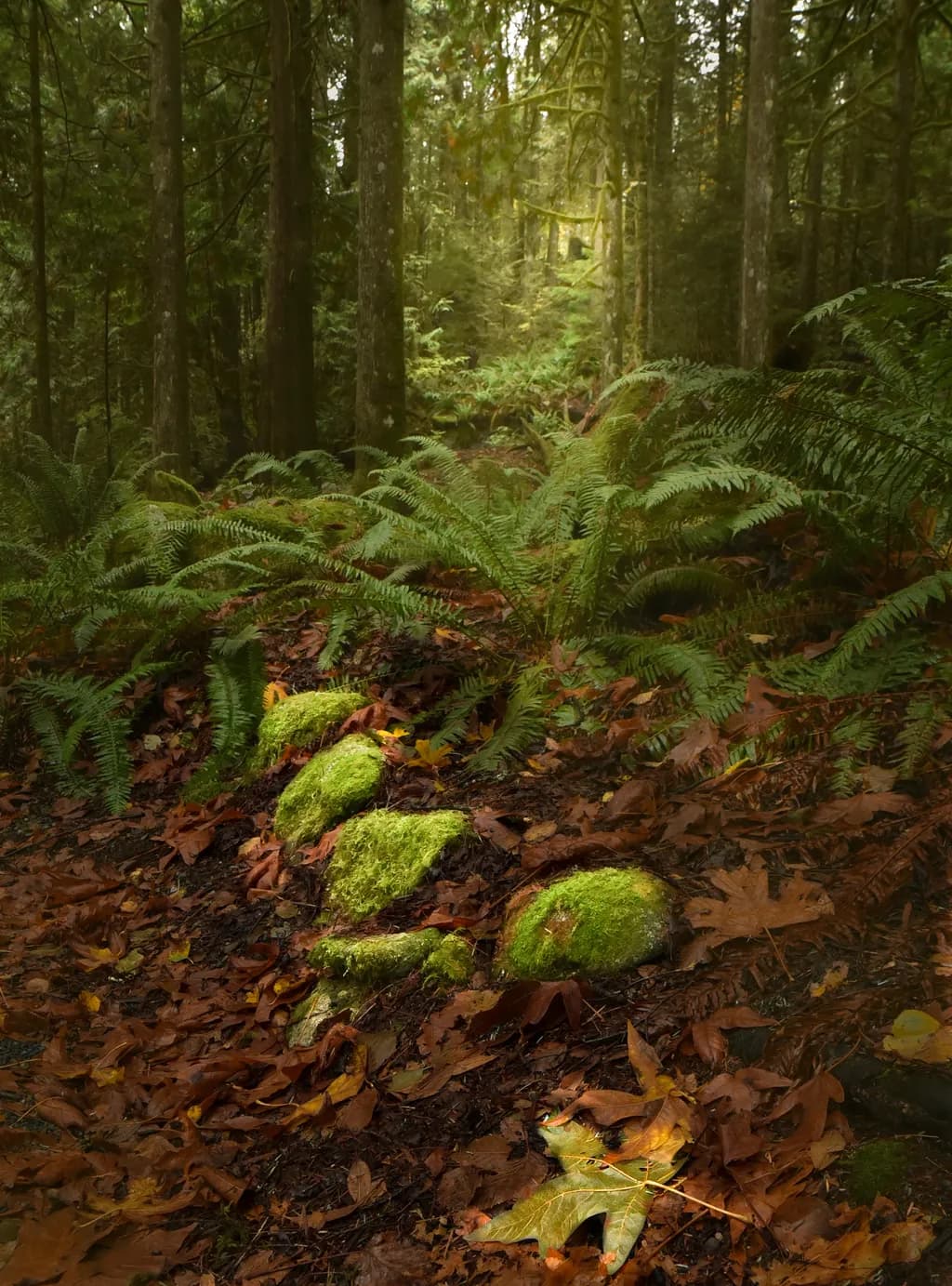 Into the Forest I Shall Go