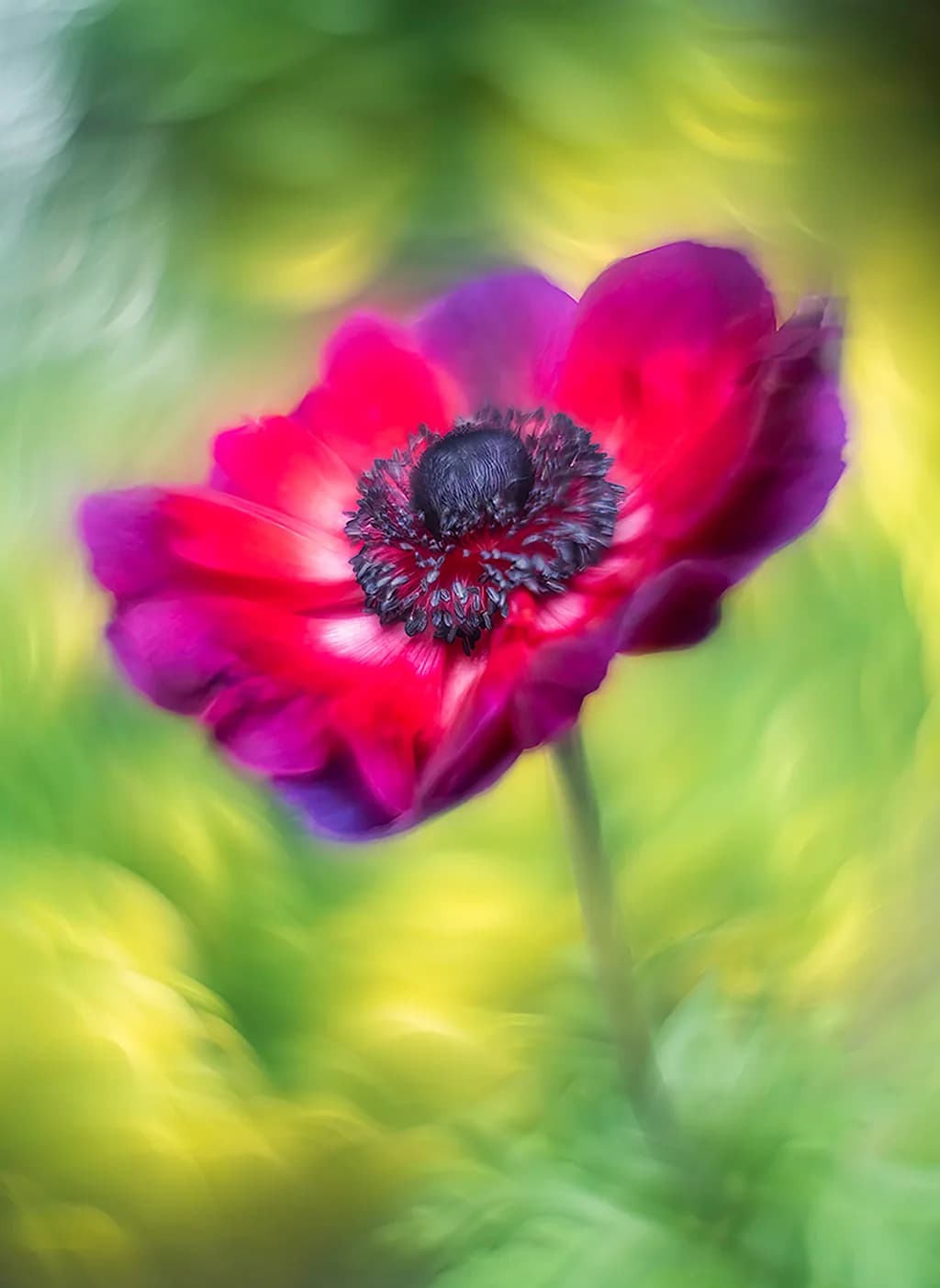 Anenome Love