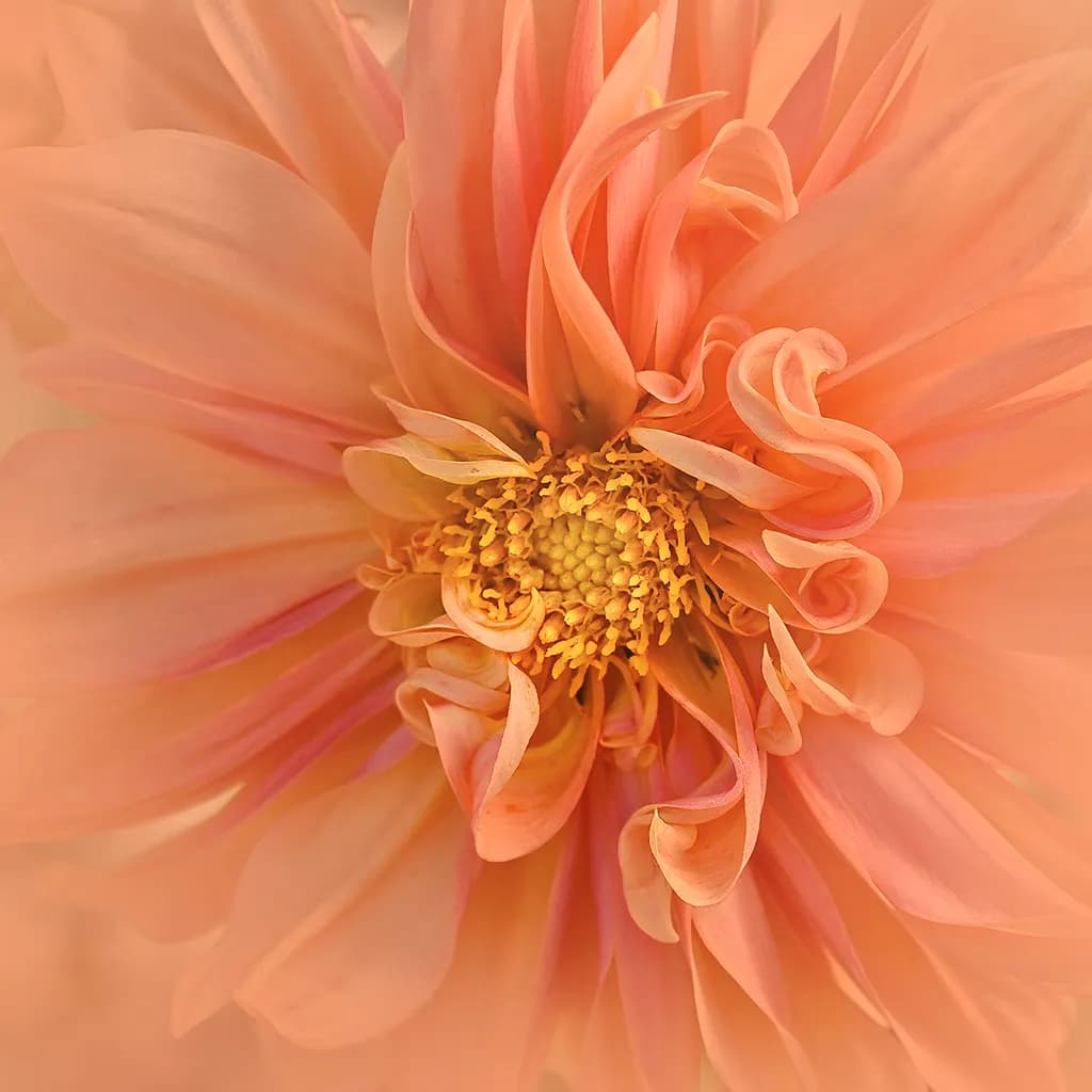 Blushing Flower
