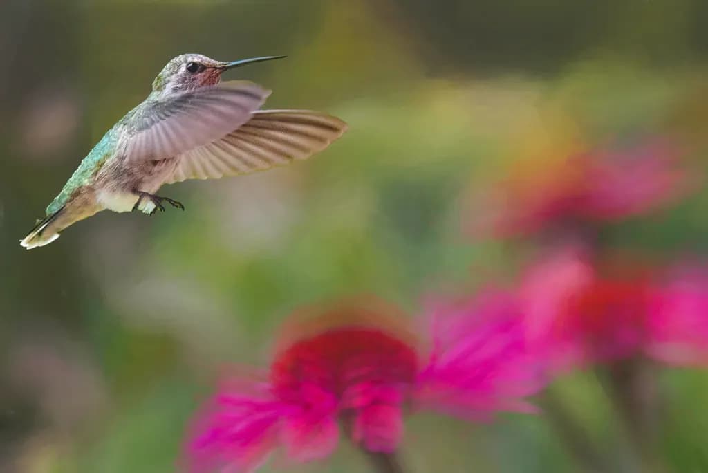 Flight of the Hummingbird