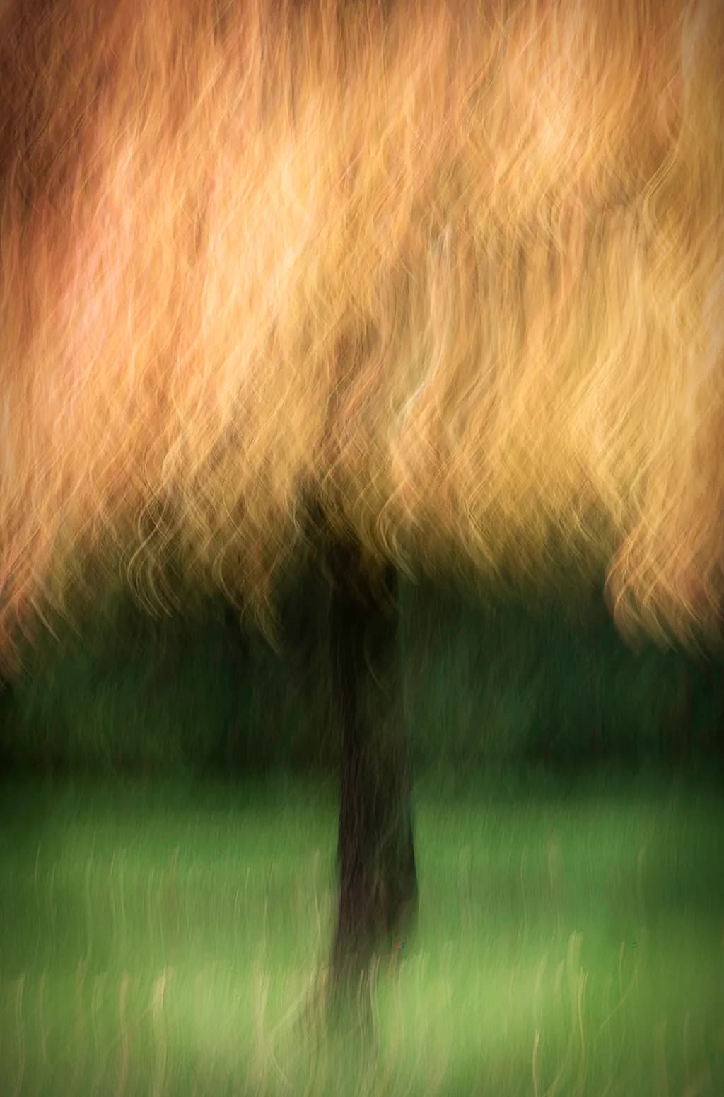 Monet's Hair Tree