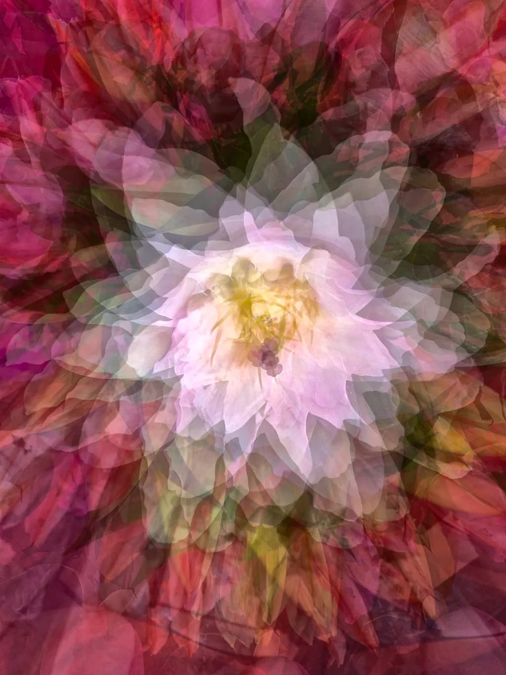 The Dance of Petals