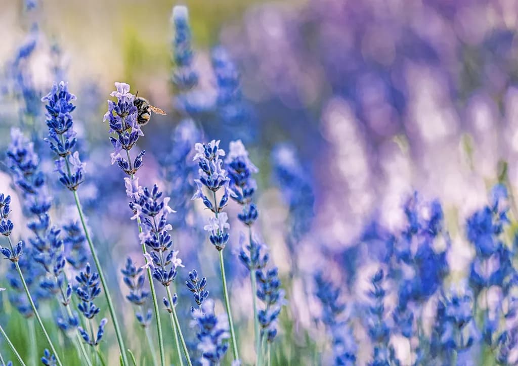 Lavendar Symphony