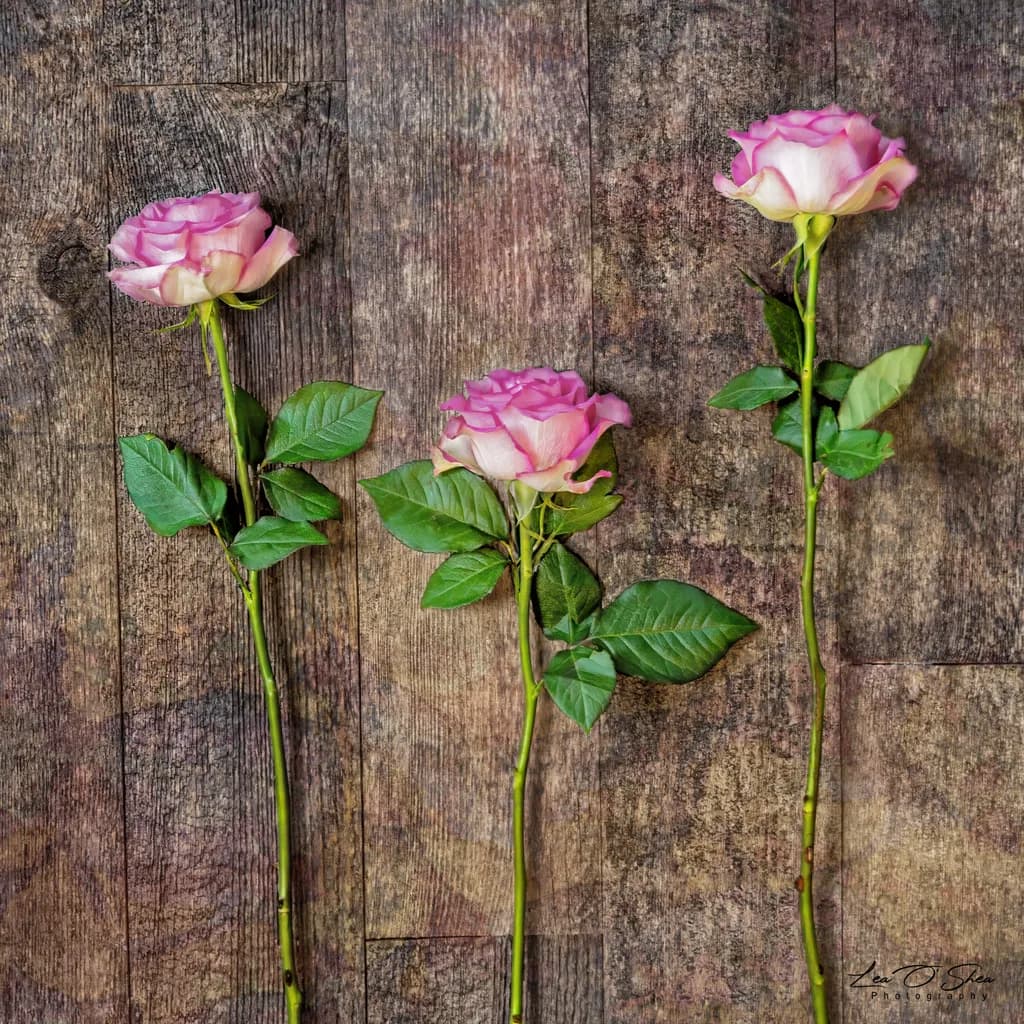 Pink Roses Trio