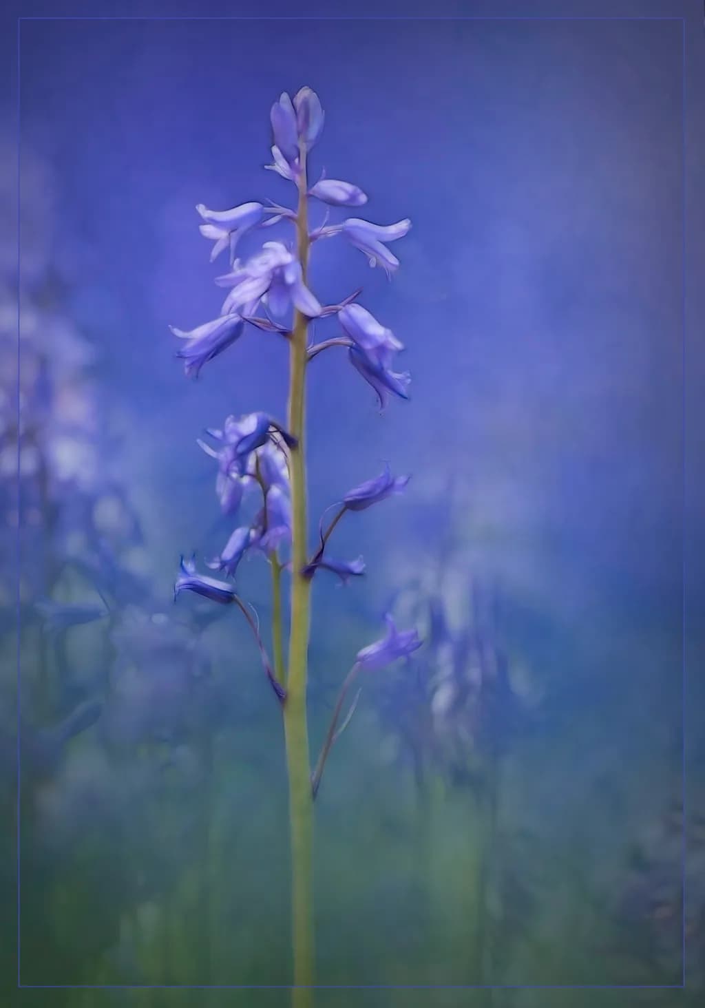 Bluebells in the Garden