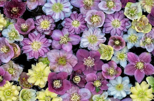 Christmas Roses