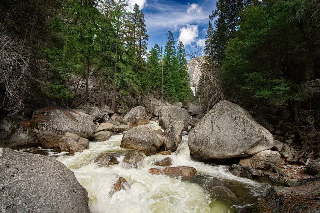 Forest Stream Rapids