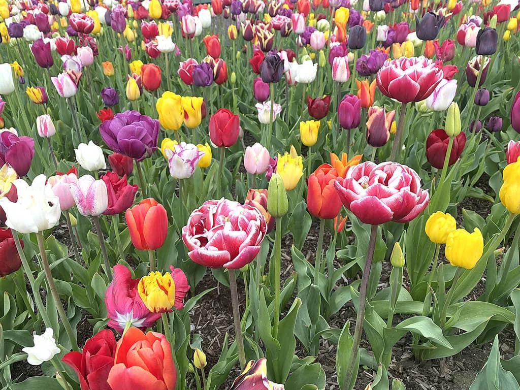 Tulip Mosaic