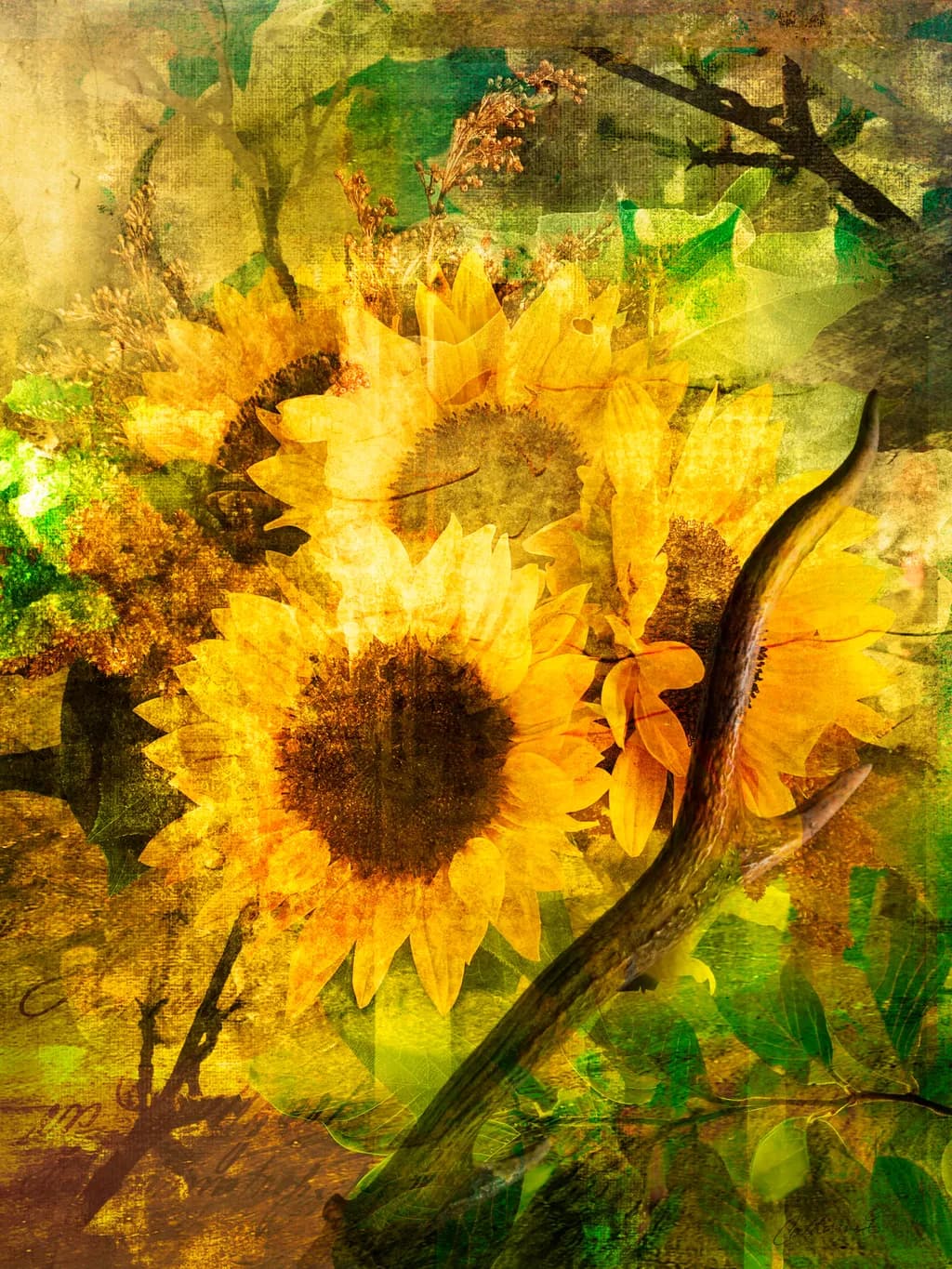 Sunflower Radiance