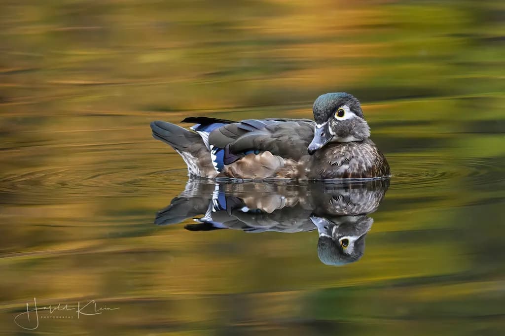 Canby Pond Reflections