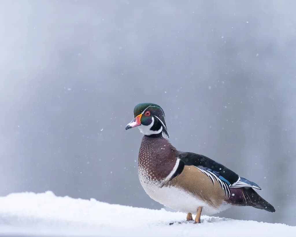 Snowy Wood Duck