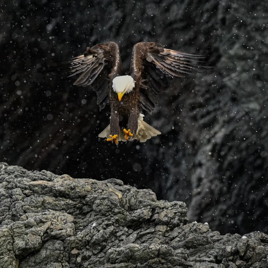 Eagle in Flight