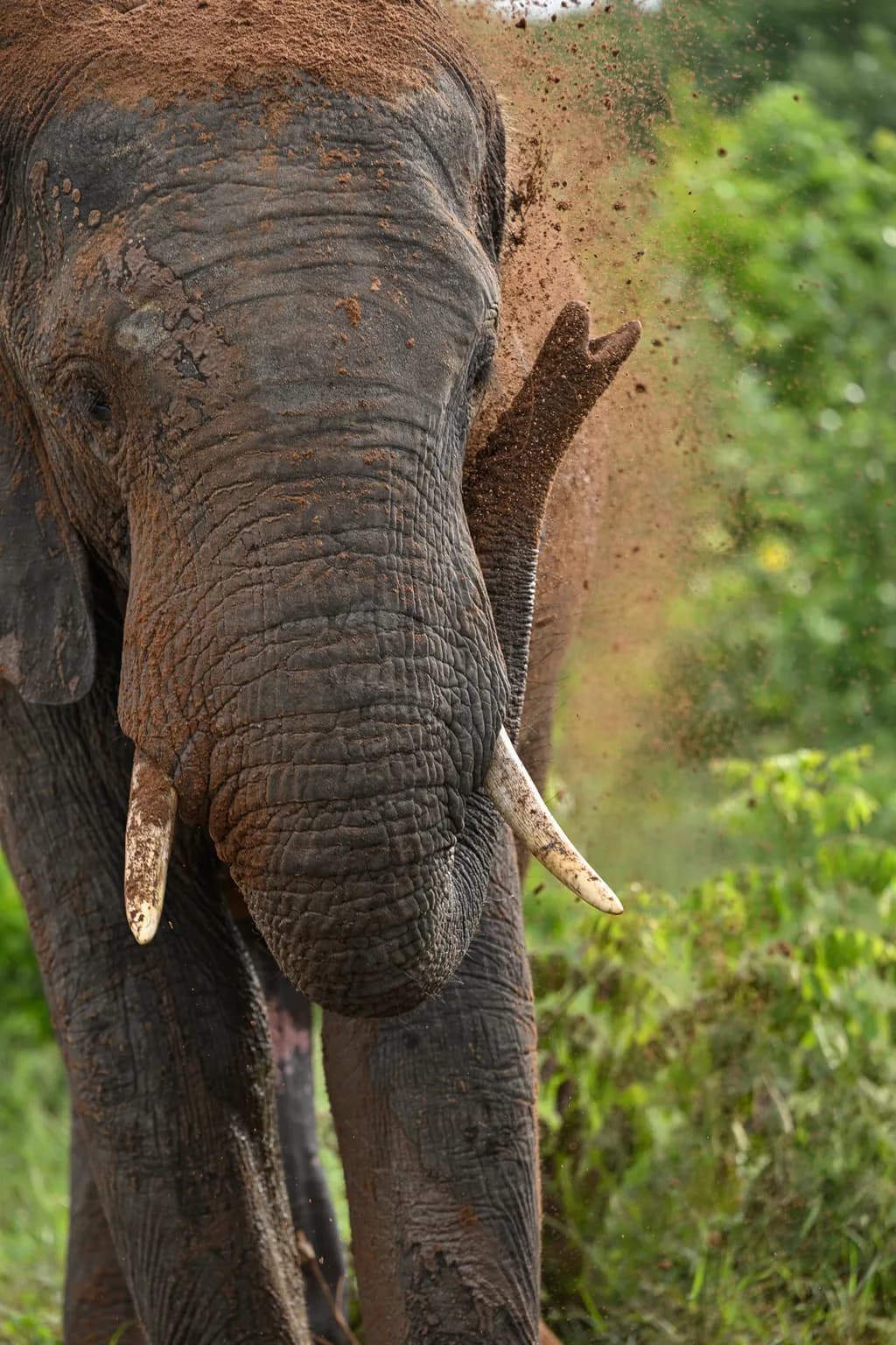 Chobe Elephant Dusting