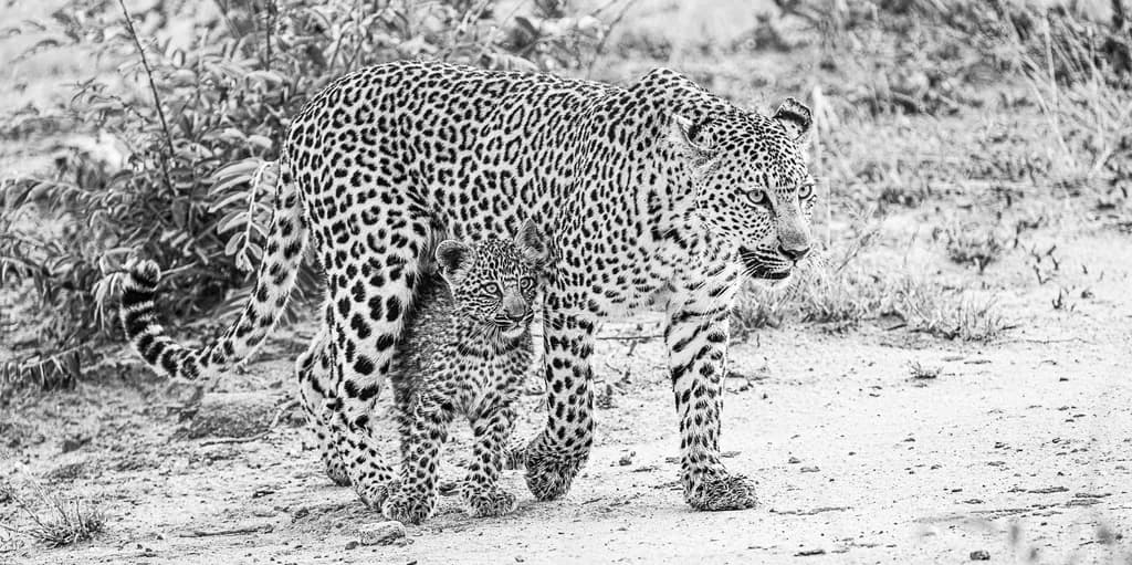 Leopard Bond