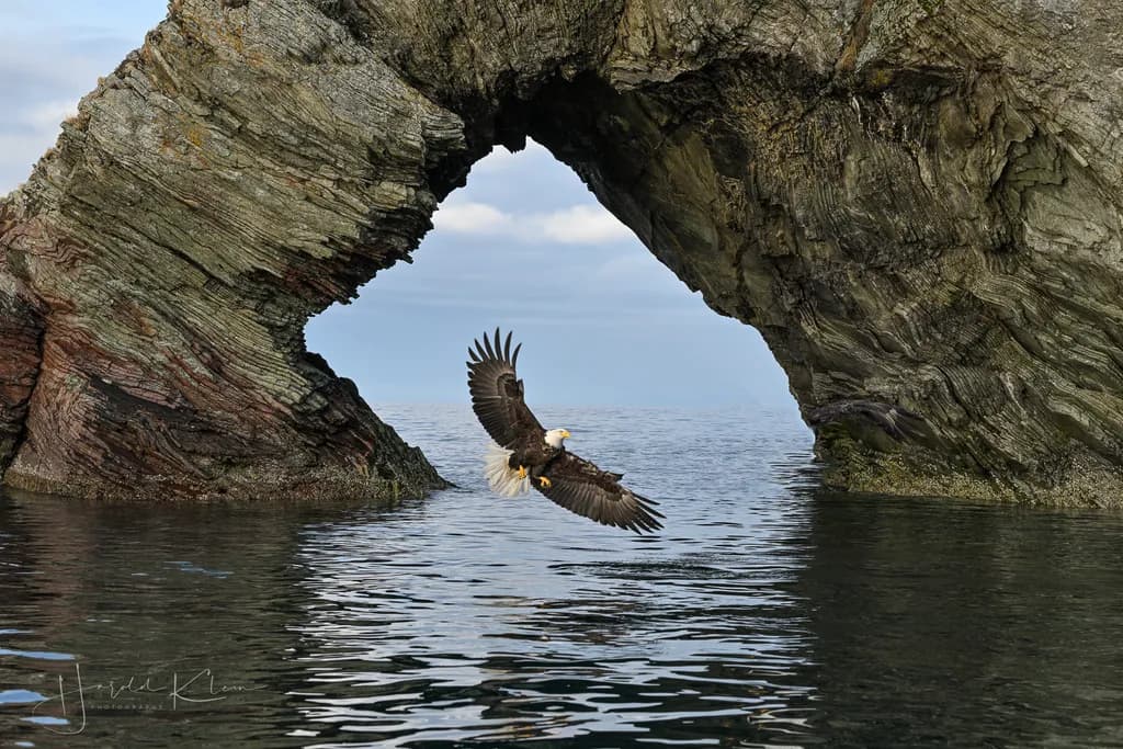 Eagle in Flight
