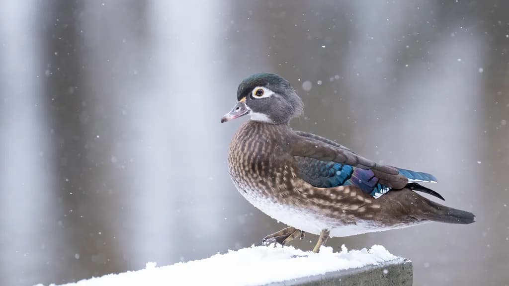 Snowy Canby Duck