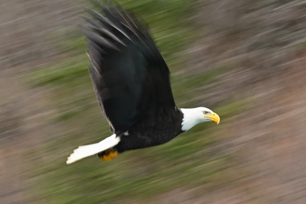 Eagle in Flight