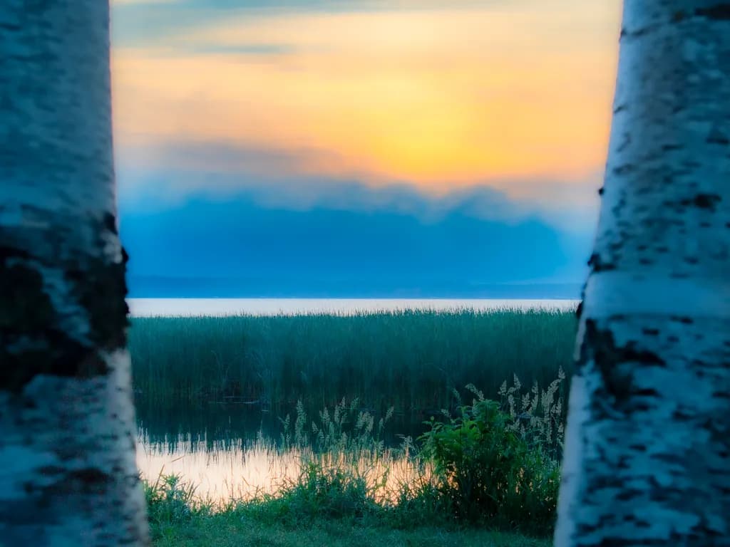 Between the Birches