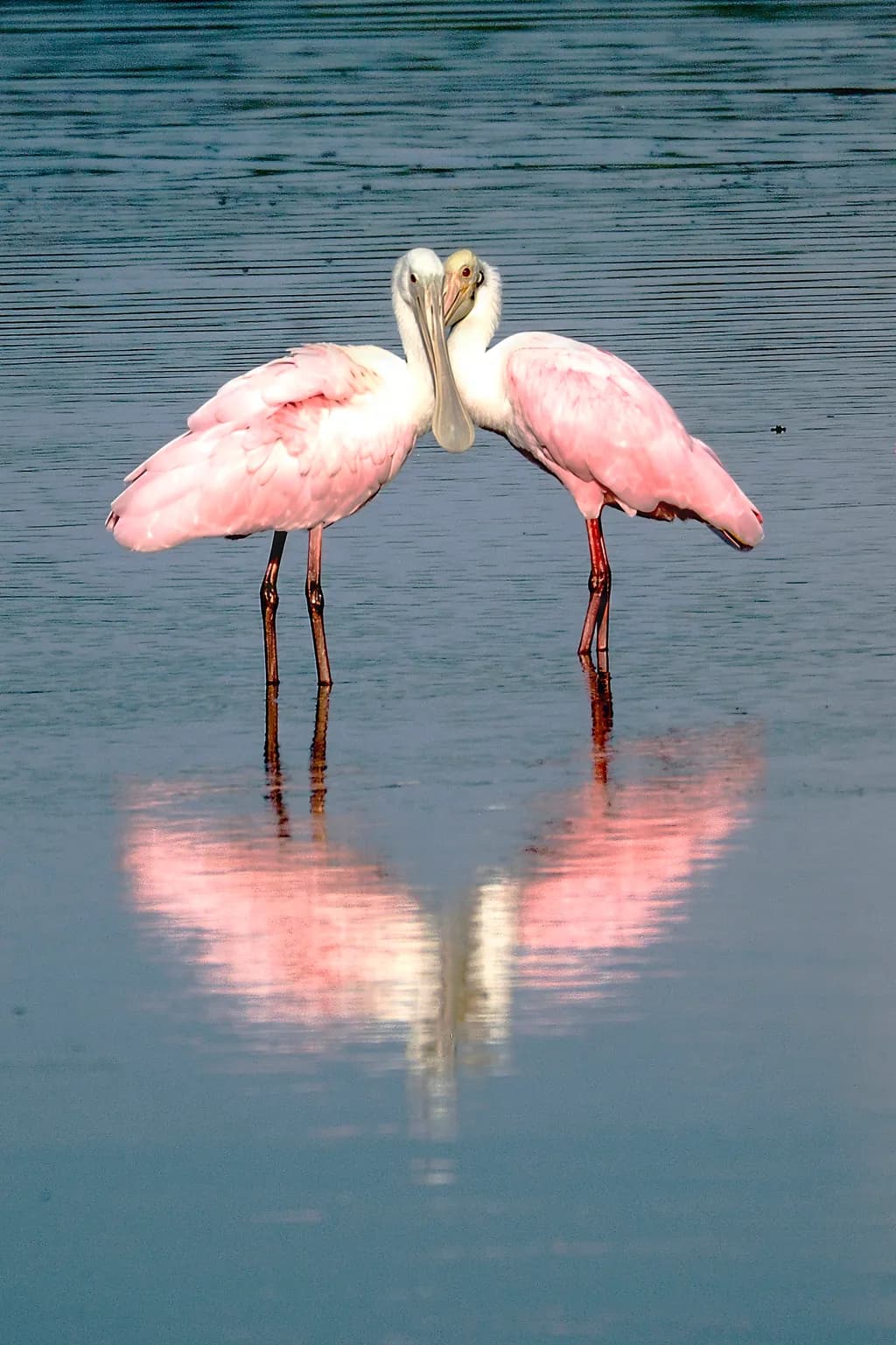 Roseate Spoonbill Love Affair for Life