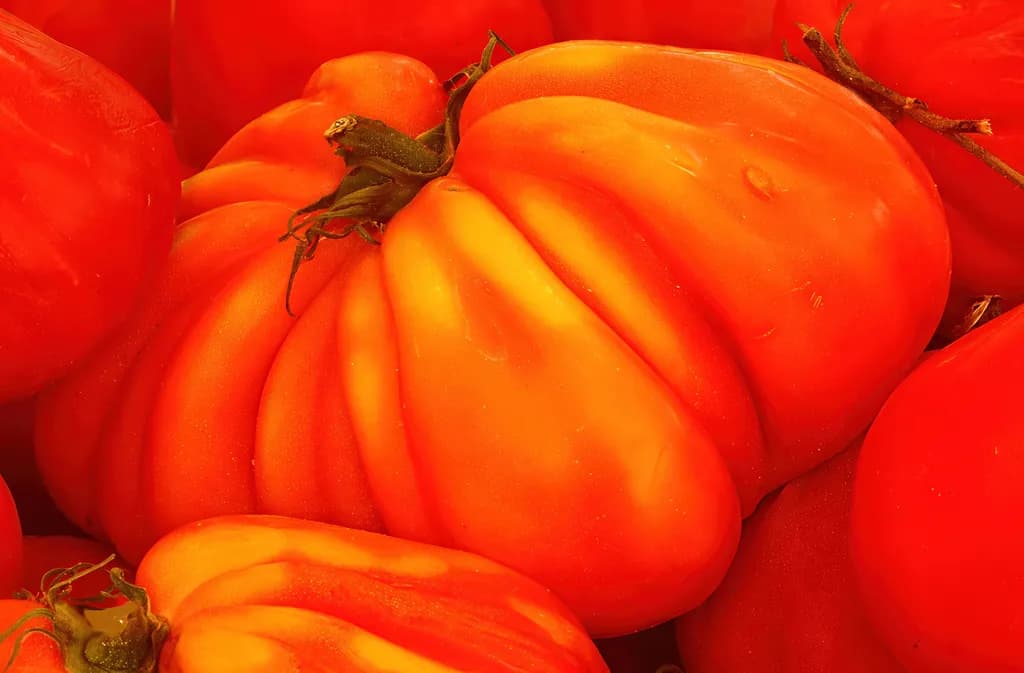 "Ugly" Heirloom Tomatoe Hue
