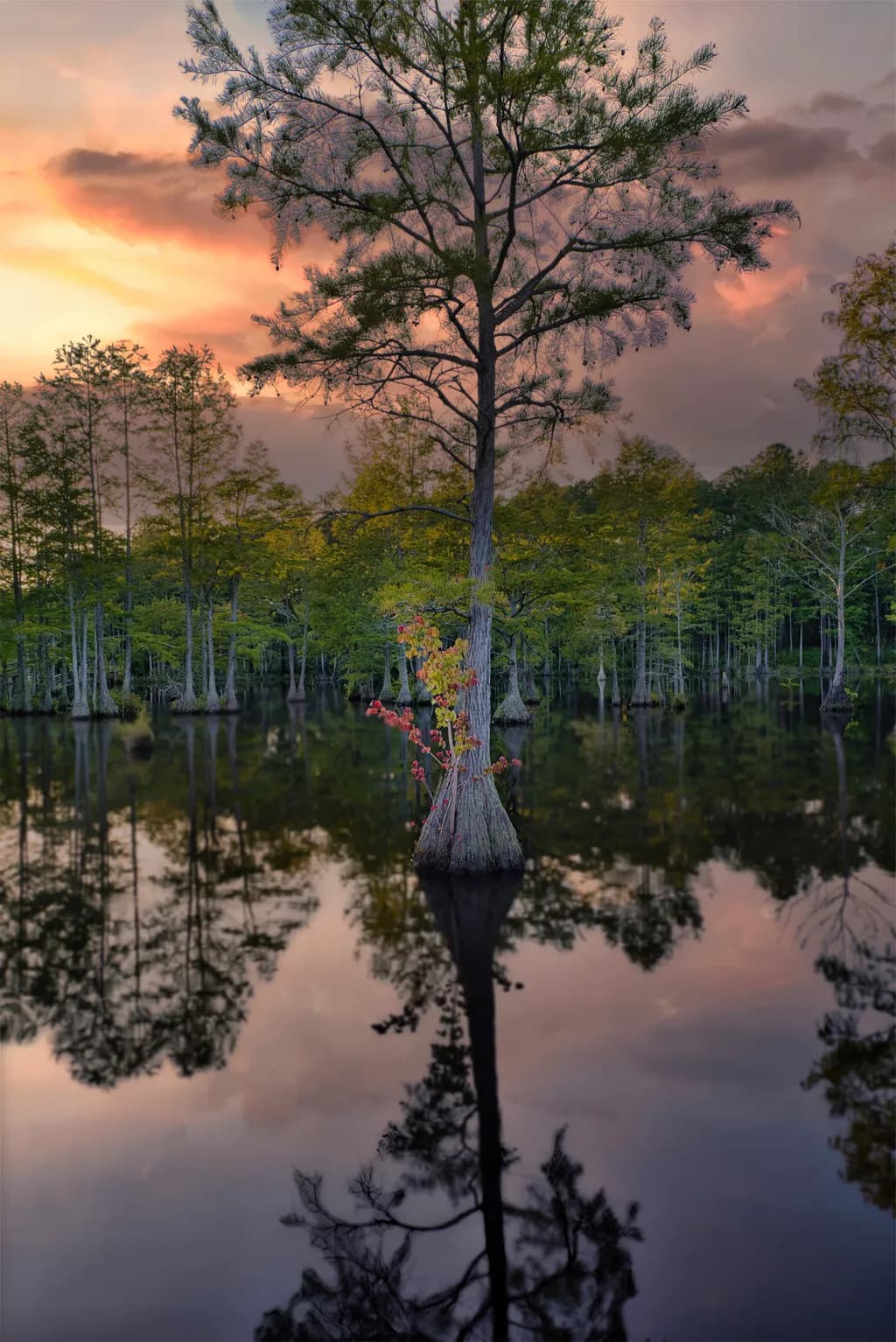 Twilight Cypress Reflection