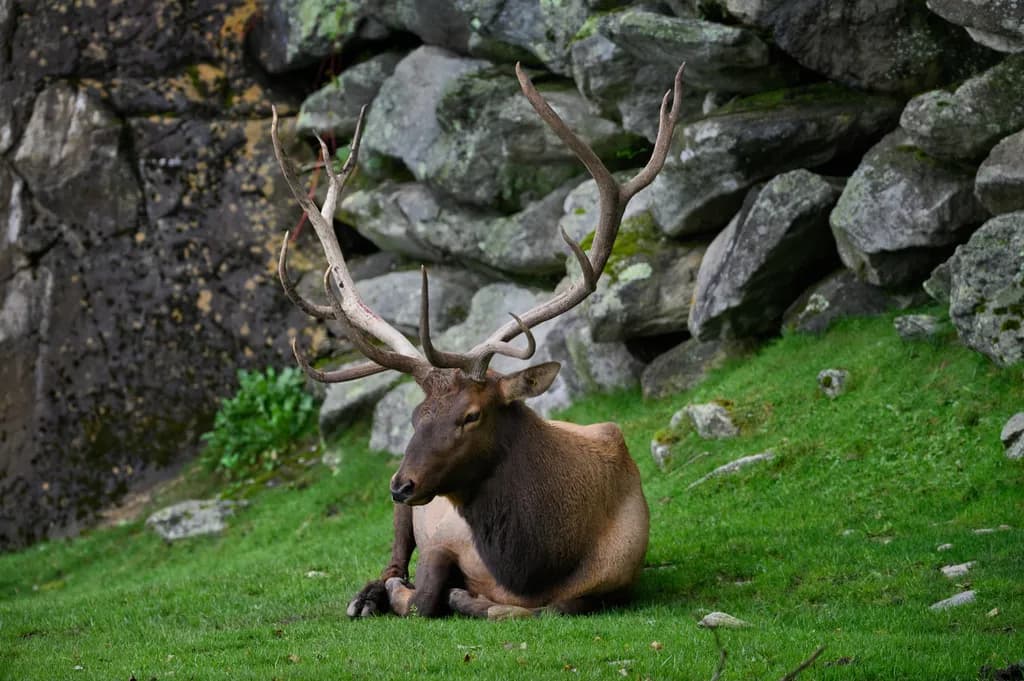 Quiet Majesty