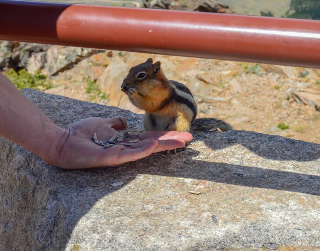 Snack Time Buddy