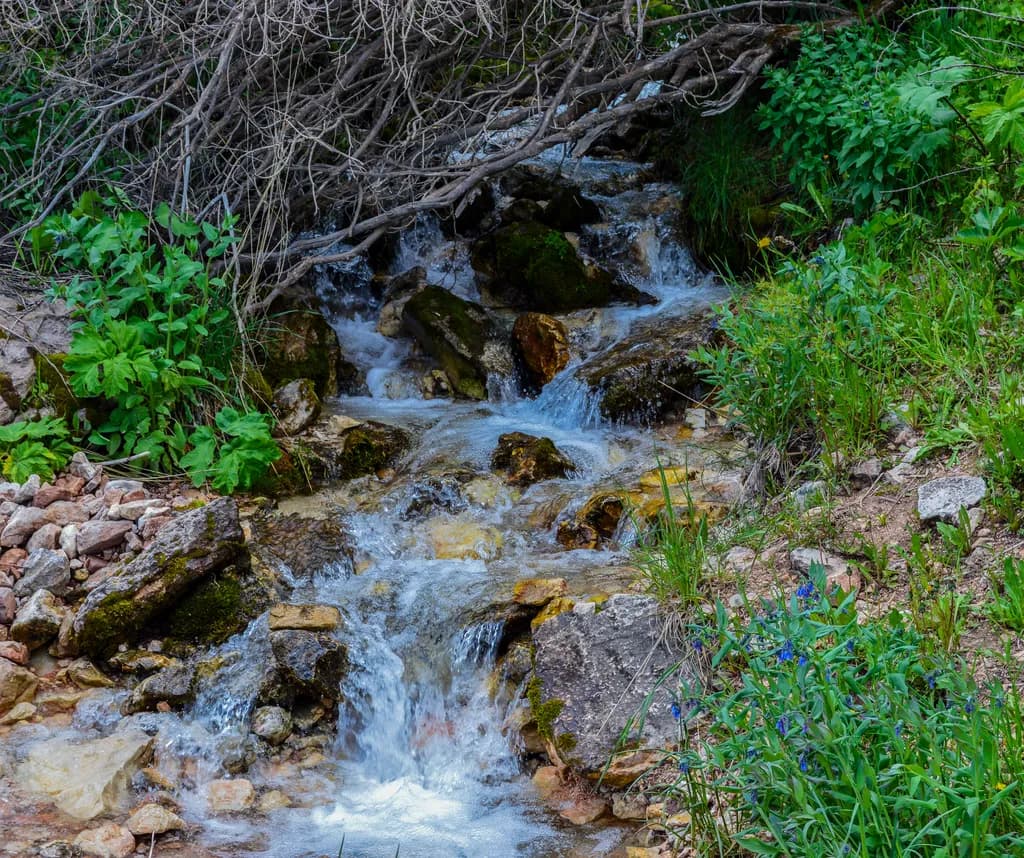 Forest Stream Flow