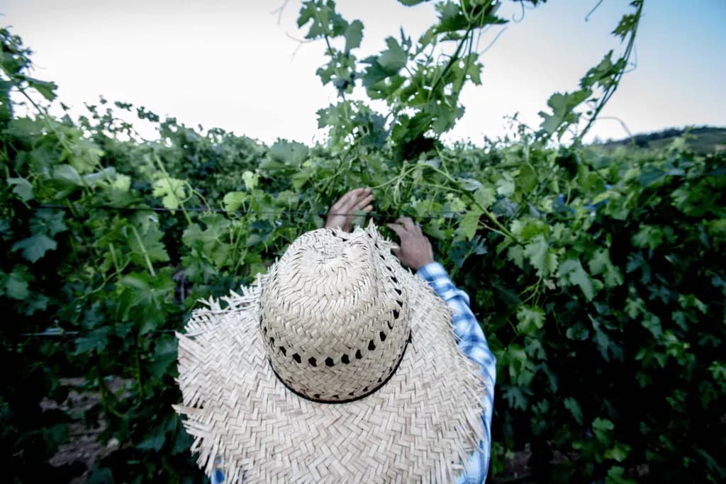 Harvest Rhythm