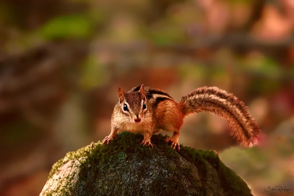 Whiskered Wonder: A Chipmunk's Moment on Mossy Stone