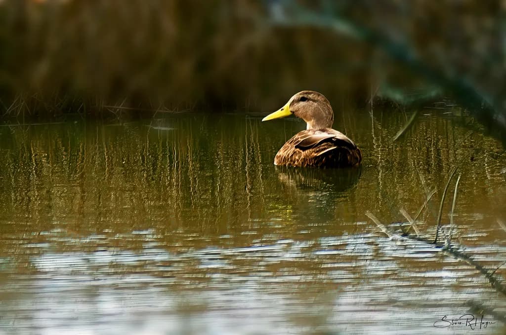 Serene Duck Reflection