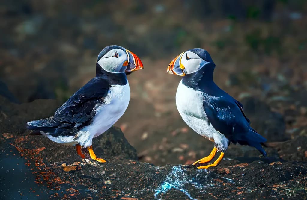Face to Face Puffins