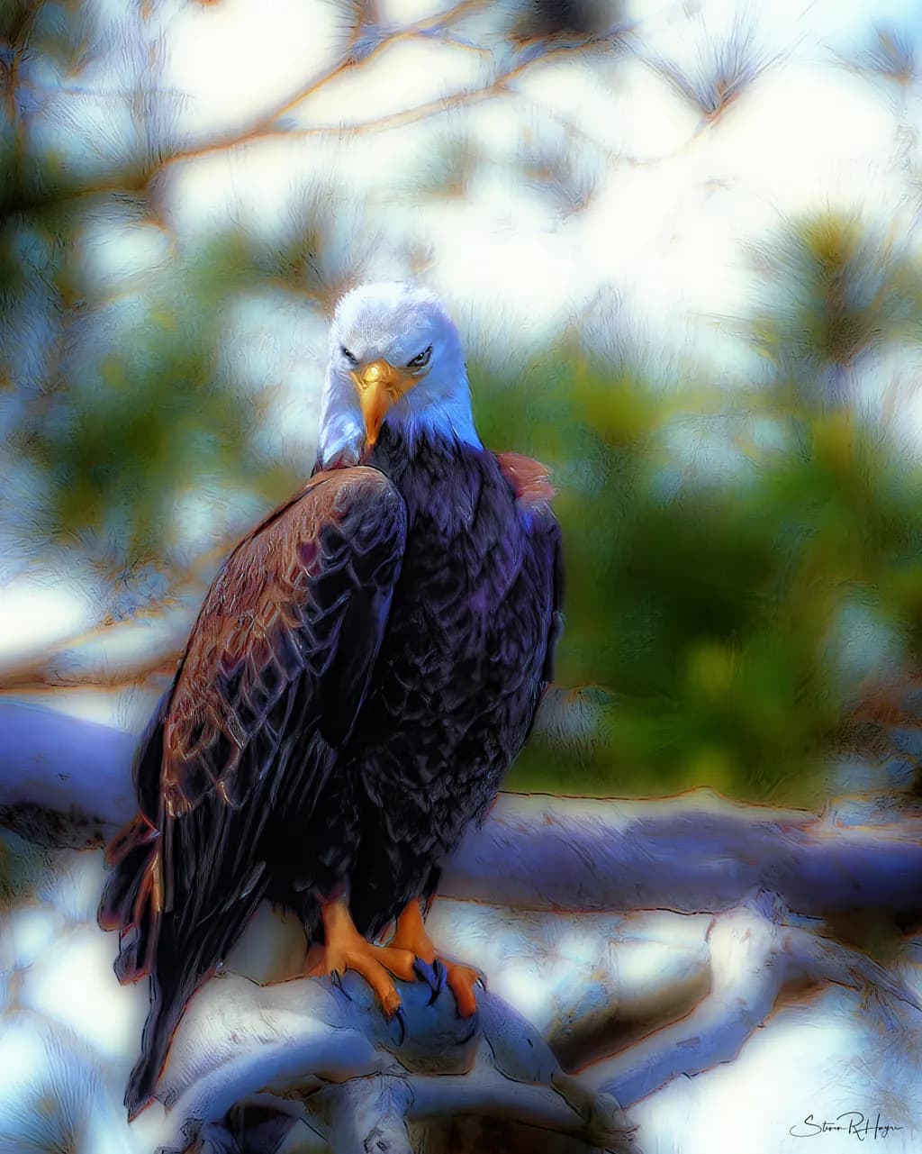 Majestic Eagle