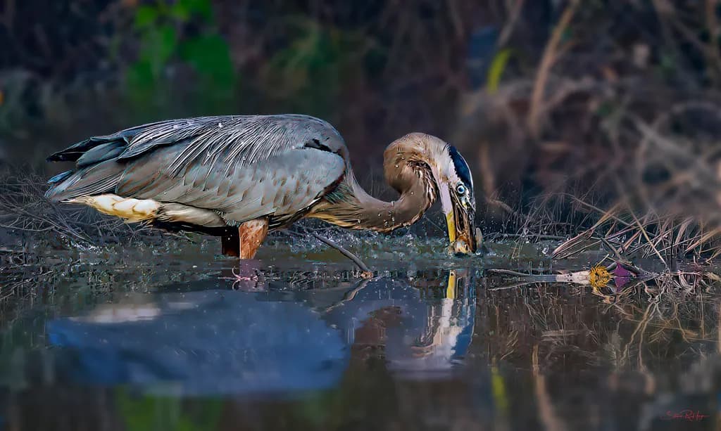 Heron Reflection