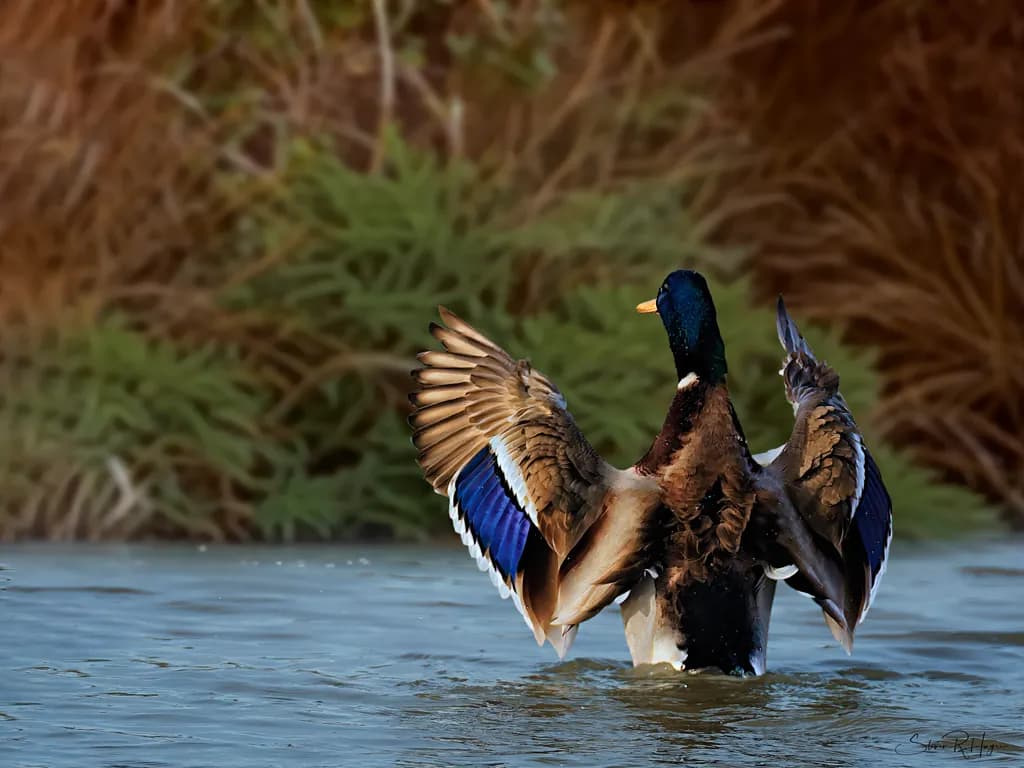 Majestic Mallard