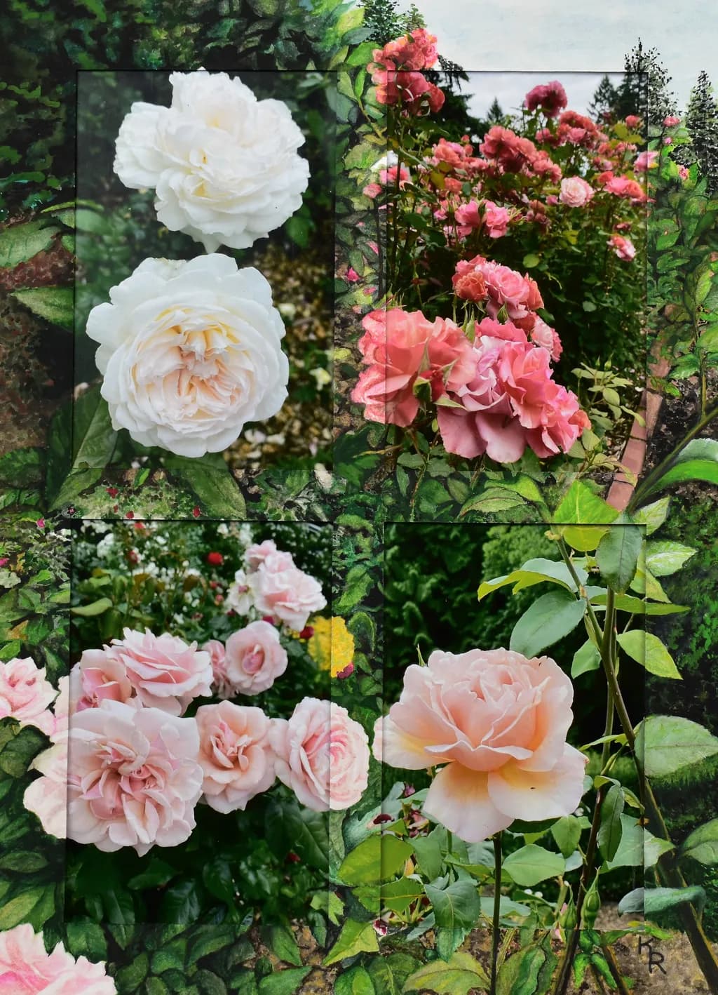 Whispers of the Garden: A Floral Symphony in Pink and White Roses