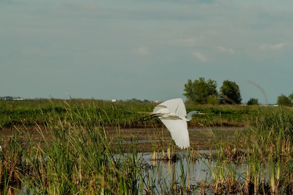 Marsh Flight