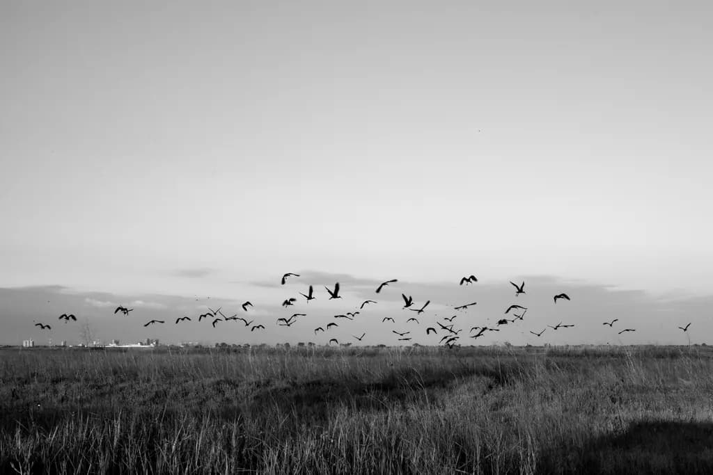 Field Flight